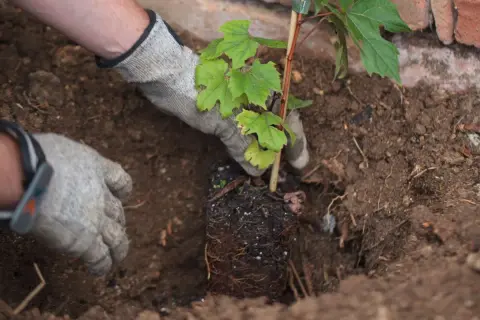 Mains gantées plantant un jeune plant de vigne dans la terre, début de la culture de la vigne.