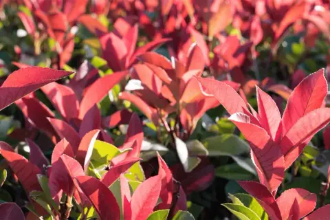 Feuilles rouges vives d'une plantation de photinia, baignées de soleil.