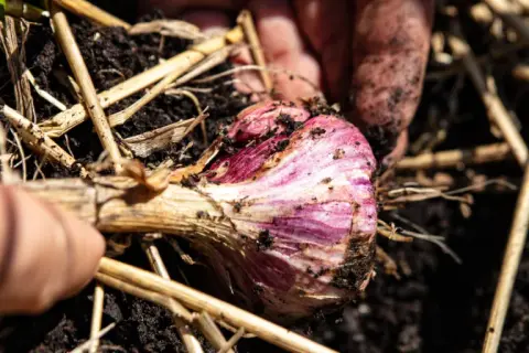 Main d'un jardinier déterrant une belle tête d'ail violette, prête pour la récolte.