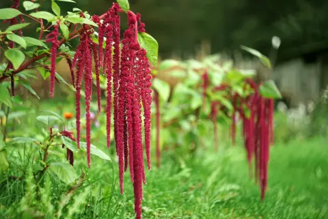 Grappes de fleurs d'amarante rouge vif tombant gracieusement dans un jardin verdoyant.