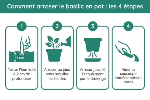Guide en 4 étapes pour l'arrosage du basilic en pot : tester l'humidité, arroser au pied, jusqu'à écoulement, vider la soucoupe.