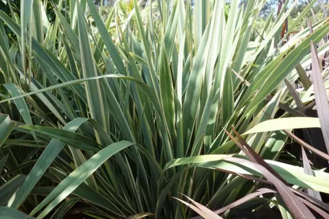 Plantes de lin de Nouvelle-Zélande aux longues feuilles vertes et crème, avec des touches de pourpre.