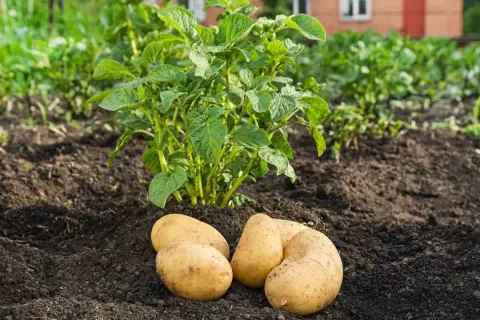 Des pommes de terre fraîchement récoltées, prêtes à être cuisinées, reposent sur la terre au pied d'un plant de pommes de terre verdoyant.