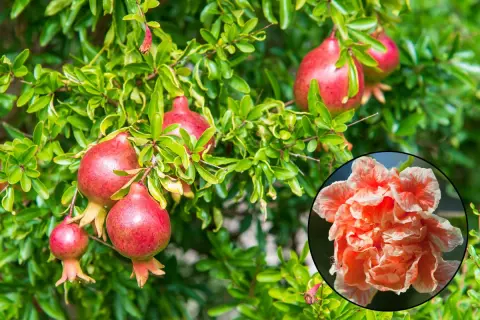 Un grenadier porte des fruits rouges et une fleur orangée. L'idée de planter un grenadier pour ses fruits et sa beauté.