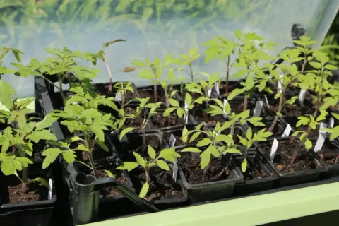 Jeunes plants de tomates dans leurs godets, attendant le bon moment entre semis et repiquage.