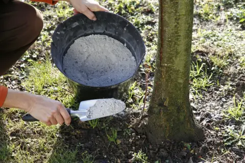 Une main utilise une pelle pour prélever de la cendre de bois dans un seau, prête à fertiliser la base d'un jeune arbre.