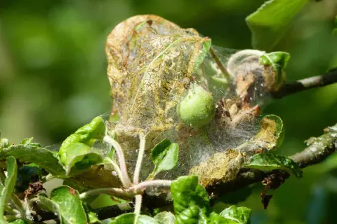 Chenille pommier : un cocon de soie abrite une jeune chenille verte. Un traitement naturel est nécessaire pour protéger l'arbre.