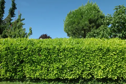 Un magnifique type de haie verte et dense, avec des arbres et un ciel bleu en arrière-plan.