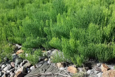 Un champ dense de prêle des champs aux tiges vertes et fines, poussant parmi des pierres et du bois.