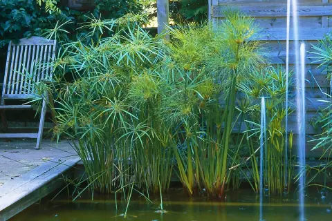 Un jardin paisible avec une plante papyrus luxuriante au bord d'un étang, une chaise en bois à proximité.