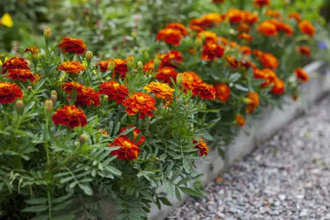 Un parterre de fleurs d'oeillet d'inde potager aux couleurs vives, rouge et orange, bordant un chemin de gravier.