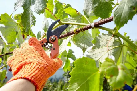 Main dans un gant orange, une cisaille coupe une branche de vigne. C'est le moment du cours taille de la vigne.