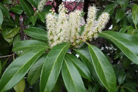 Grappes de fleurs blanches sur un laurier cerise, prêt à être utilisé en bouture. Ses feuilles vertes et brillantes sont mises en valeur.