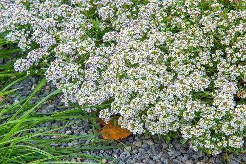 Un tapis de petites fleurs blanches, des alysse fleur, contraste avec le gravier gris et l'herbe verte.