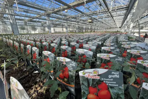 Vaste plantation de tomates greffées sous serre, prêtes à être vendues.