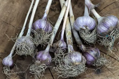 Ail rose fraîchement récolté, ses bulbes violets et ses racines aériennes sur fond de bois. Une belle plantation d'ail rose.