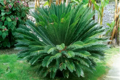 Un cycas revoluta en pleine terre, avec ses feuilles vertes luxuriantes formant une couronne dense. Il est entouré d'herbe verte et d'autres plantes.