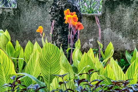 Feuilles vertes et jaunes rayées d'une plante canna, avec des fleurs orange vif et des tiges pourpres se dressant derrière.