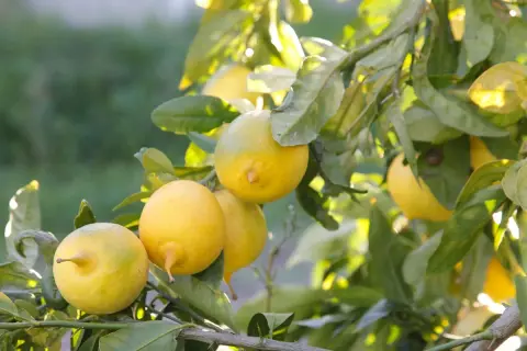 Citrons jaunes mûrs sur une branche, prêts à être récoltés. Une belle bouture citronnier promet de futurs fruits.