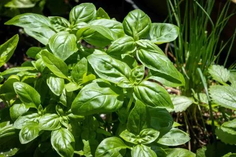 Gros plan sur une plante basilic aux feuilles vertes et brillantes, prête à parfumer vos plats.