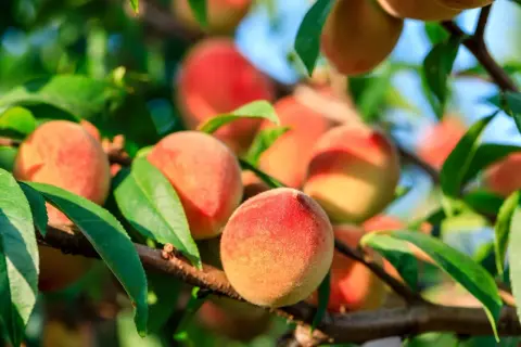 Gros plan sur des pêches mûres, prêtes à être cueillies, sur une branche d'arbre. Le soleil illumine la peau veloutée de ces fruits, annonçant la douceur de la pêche de vigne.