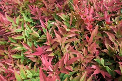 Feuillage dense de bambou sacré, mêlant des teintes de vert tendre et de rose profond, évoquant une douce transition automnale.