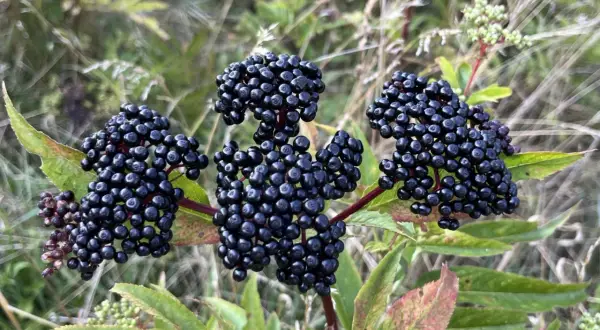 Grappes de baies noires de sureau mûres sur fond flou de verdure.