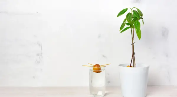 Un noyau d'avocat germe dans un verre d'eau, à côté d'un jeune plant d'avocat en pot. Le début d'une belle aventure pour faire pousser un avocat.