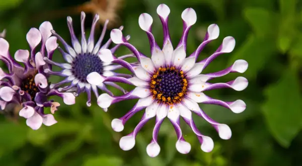 Fleurs d'ostéospermum aux pétales blancs et violets, leur entretien est simple pour une floraison éclatante.