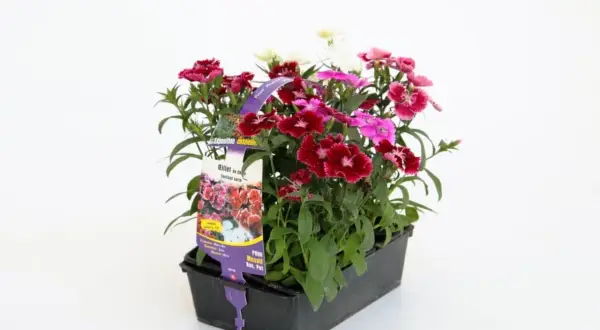 Un pot de fleurs multicolores, dont un magnifique oeillet de chine, prêt à égayer un jardin ensoleillé.