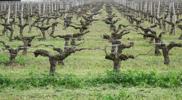 Vignes taillées en taille guyot double, leurs troncs noueux et leurs branches s'étendent sur un tapis d'herbe verte.