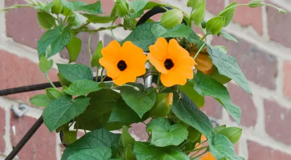 Deux fleurs orange vif, des suzanne aux yeux noirs, s'épanouissent sur un fond de briques rouges.