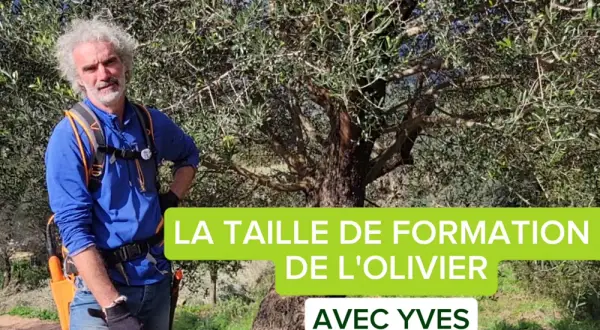 Yves, expert en taille d'olivier sur tige, montre la croissance d'un jeune arbre.