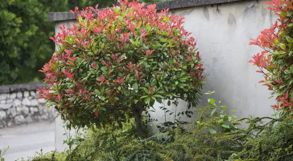 Un arbuste photinia aux feuilles rouges et vertes, taillé en boule, se dresse près d'un mur en béton.