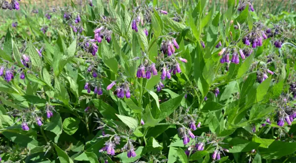 Plantes de consoude aux fleurs violettes pendantes, prêtes à être transformées en purin de consoude pour le jardin.