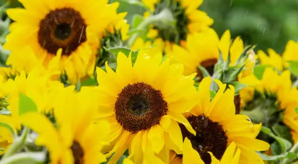 Un champ de semis tournesol sous une pluie fine, les pétales jaunes brillent d'eau.