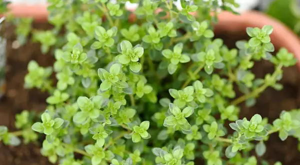 Gros plan sur un plant de thym citron aux petites feuilles vertes vives, prêt à parfumer vos plats.