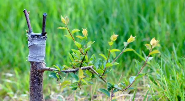 Bouture cerisier en pleine croissance, greffée sur un porte-greffe et entourée de verdure.