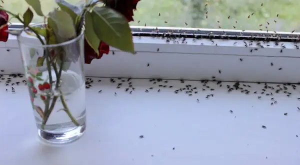 Une invasion de moucherons sur le rebord de fenêtre, près d'une rose fanée dans un verre. Comment se débarrasser des moucherons ?