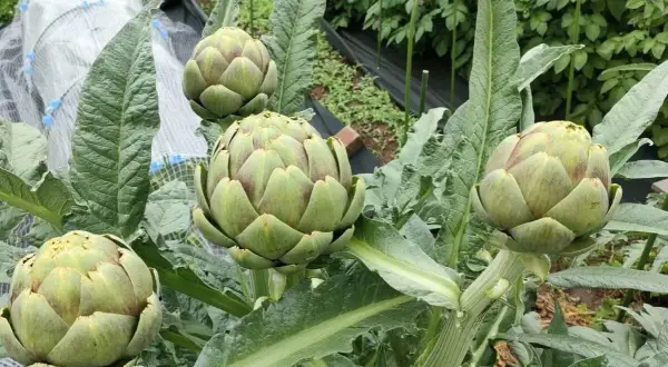 Quatre beaux artichauts en pleine croissance sur leur plante. Les feuilles vertes et épaisses entourent les bourgeons floraux prêts à être récoltés.
