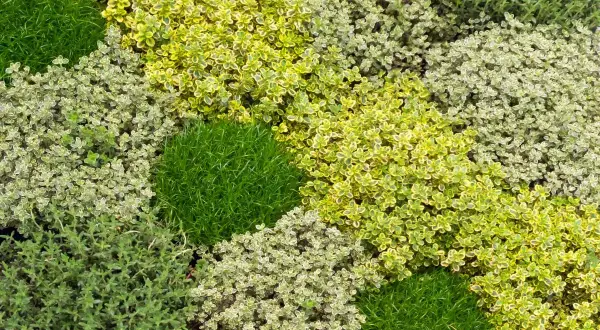 Un tapis végétal de thym aux feuilles vertes et panachées, parfait pour un jardin aromatique.