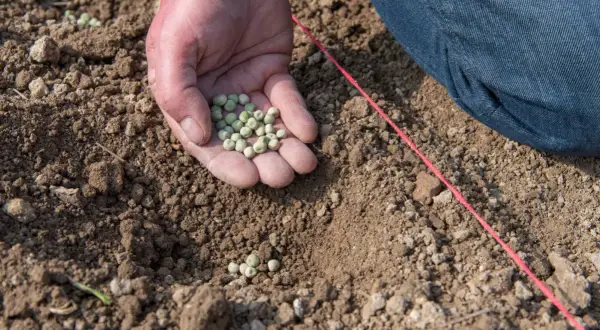 Main d'une personne tenant des graines pour planter petit pois dans la terre.