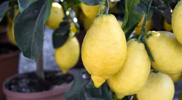 Citronnier en pot, chargé de citrons jaunes. Un bon engrais citronnier a permis cette belle récolte.