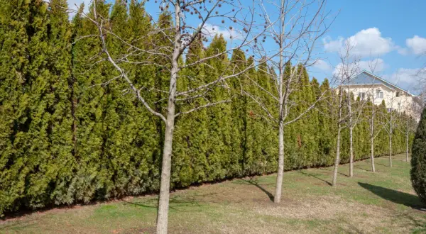 Une haie anti bruit dense et verte borde un jardin avec des arbres dénudés. Au loin, une maison aux toits bleus se dessine.