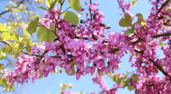 Rameau d'un arbre de Judée couvert de fleurs roses vives, sous un ciel bleu clair.
