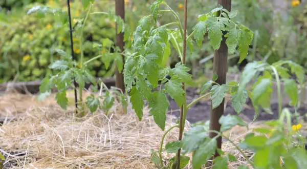 Jeunes plants de tomates, arrosés par la pluie, avec une bonne distance entre pied de tomate pour une croissance optimale. Paillage de paille.