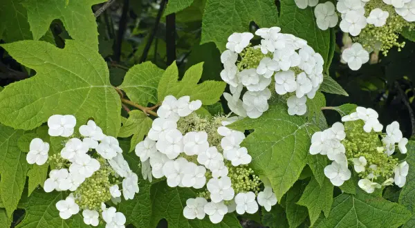 Grappes de fleurs blanches délicates de l'hortensia quercifolia, aux feuilles vertes lobées caractéristiques.