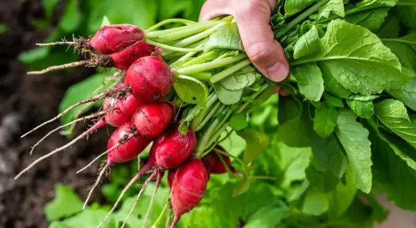 Un bouquet de radis fraîchement cueillis, leurs racines rouges et leurs feuilles vertes vibrantes. Une question se pose : pourquoi les radis piquent ?