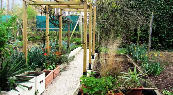 Un chemin de gravier serpente sous une pergola en bois, bordée de plantes en pots et de fleurs printanières. Une vigne sans fruit pour pergola attend de s'y accrocher.