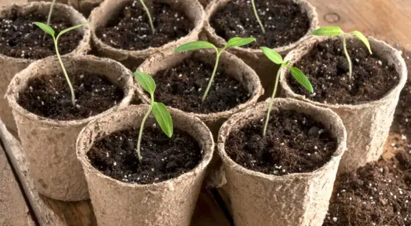 Petits semis de tomates dans des pots en carton, prêts à grandir.